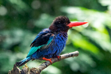 Blue bellied kingfisher on a tree branch, A blue-bellied kingfisher is drying its feathers, A blue-bellied kingfisher perching on a tree
