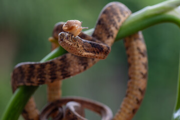 Keeled slug-eating snake on a tree branch, Keeled slug-eating snake with slug on its head