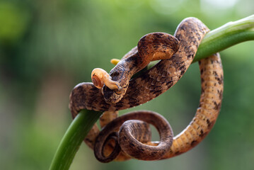 Keeled slug-eating snake on a tree branch, Keeled slug-eating snake with slug on its head