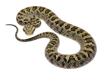 A detailed close-up of a coiled snake, showcasing its intricate scales and patterns against a stark black background.