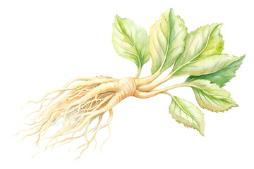 Fototapeta premium Watercolor illustration of a fresh ginseng root with green leaves isolated on transparent background