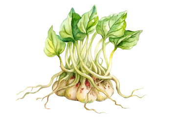 Freshly harvested organic wasabi rhizome with vibrant green leaves and delicate roots isolated on transparent background