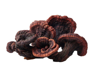 Pile of dried reishi mushrooms with dark brown textured surfaces White background. 