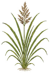 Andropogon nardus illustration