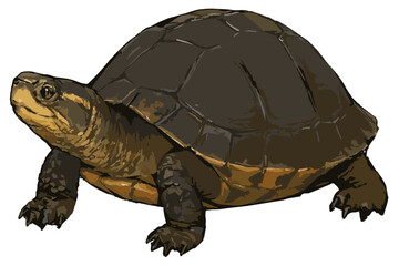 Cuora amboinensis illustration