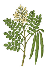 Moringa oleifera illustration