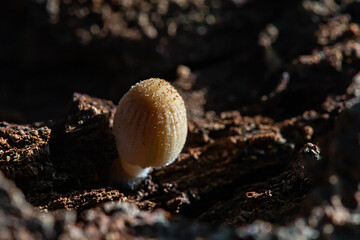 close up of  small white mushroom