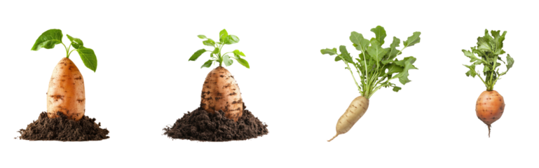 Collection of sweet potato partially buried in the earth, with the leafy green tops visible above ground. full length isolate on transparent background