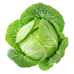 Obraz premium Napa cabbage, the leaves form a loose, rosette pattern with visible ribs and veins. full length isolate on transparent background