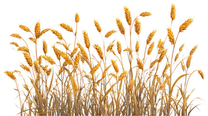 Golden foxtail grass seed heads isolated on transparent background