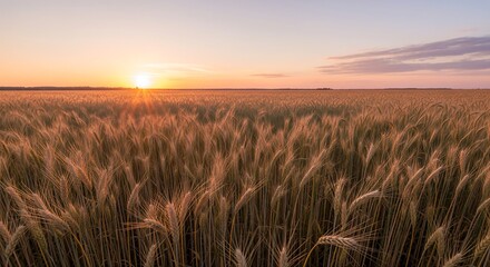 Obraz premium Realistic Golden Wheat Field