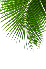 Palm tree leaf texture white background isolated closeup, coconut palm leaves decoration, green palm branch frame, exotic foliage pattern, design element for tropical island sea beach, summer holidays