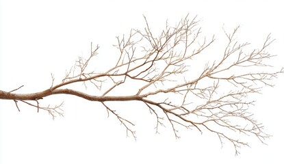 Detailed Brown Tree Branch on White Background