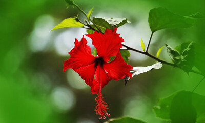 Hibiscus  flower in the garden