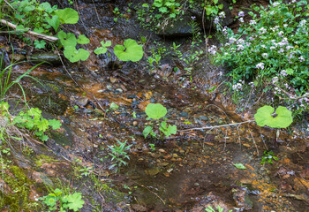 canyon of a mountain river, the structure of a granite outcrop, along a rocky shore