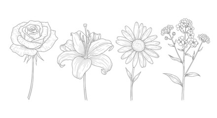 Elegant hand drawn flower bouquet collection delicate botanical line art for romantic designs vector