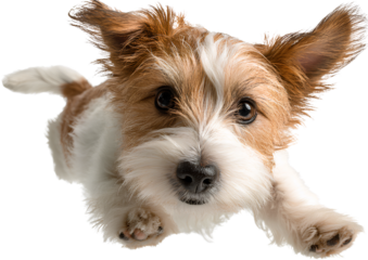  a cute dog flying in the air, transparent background png file, png format, close-up view from a top-down perspective. 