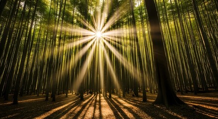 Scenic bamboo forest with sunlight filtering through tall trees.
