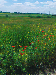 Colorful Wildflower Meadow in Sunshine