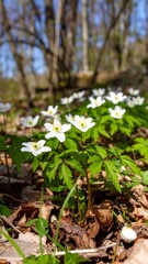 Spring wildflowers in a forest (1)