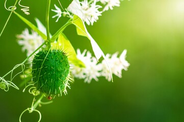 Green Cucumber with Spikes in a Natural Setting