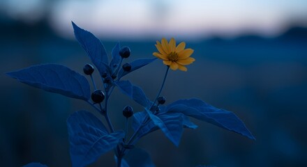 Lone Sunflower Blooms Against Moody Blue Twilight