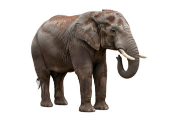 A full shot of an African elephant against a black background, showcasing its detailed features and imposing presence.