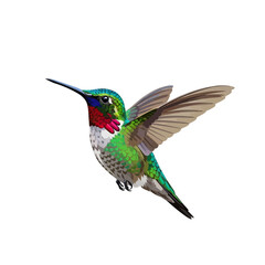 Fototapeta premium Hummingbird Illustration