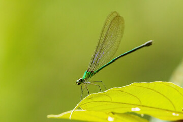 The Vestalis genus consists of elegant damselflies known for their metallic green or bronze sheen and broad, transparent wings.