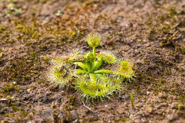 The Tall Sundew (Drosera peltata) is an Australian native carnivorous plant where the leaves have...
