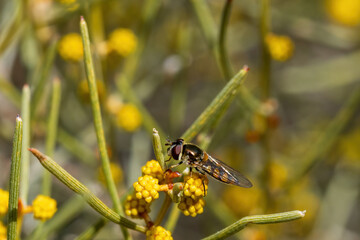 The Common Hover Fly (Melangyna viridiceps) is a small pollinating insect often mistaken for a wasp or bee due to its yellow and black banded body.