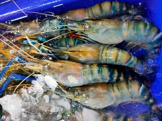 Freshly caught shrimp displayed on ice in a blue container, showcasing their vibrant colors and textures, ready for sale or preparation.