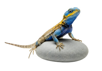 Fototapeta premium Vibrant blue and yellow lizard resting atop a smooth gray stone, showcasing detailed scales and intricate color patterns against a striking black background.