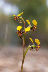The Leopard Orchid (Diuris pardina) is a terrestrial orchid species which produces clusters of...