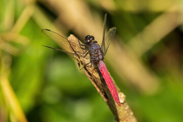 The Crimson-tailed Marsh Hawk (Orthetrum pruinosum) is a striking dragonfly found across Asia. Males are recognized by their bright crimson-red abdomen contrasting with a darker thorax.
