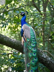 Obraz premium A vibrant peacock perched on a tree branch in a lush forest setting, showcasing its colorful plumage.