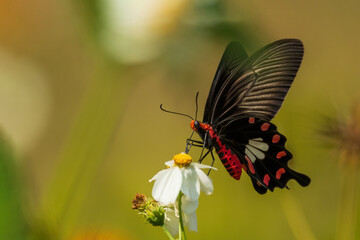 The Common Rose Swallowtail (Pachliopta aristolochiae) is a striking black butterfly with crimson body markings and large white and red spots on its hindwings.