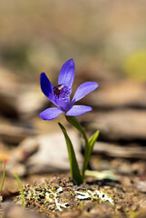 The Bluebeard Orchid (Pheladenia deformis), also known as the Blue Fairy Orchid, is a small terrestrial orchid native to southern Australia.