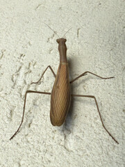 Praying mantis (Mantis religiosa) in brown color resting on a textured wall surface, close-up view.