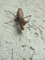 Praying mantis (Mantis religiosa) in brown color resting on a textured wall surface, close-up view.