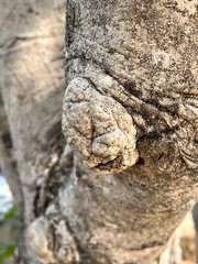 close up of a tree trunk