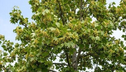 Fototapeta premium Springtime tree blossoms