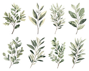 Fototapeta premium PNG Elegant botanical watercolor leaf illustrations, element set on transparent background