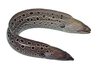 Two spotted eels gracefully curve against a stark black background, showcasing intricate patterns and a sleek silhouette.