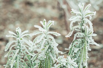 Macro of rosemary plants heavily coated in frost. The delicate crystals of ice cling to the leave...