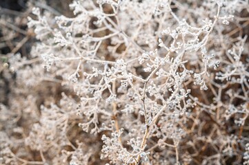 Macro view of delicate plant branches covered in frost, creating a stunning display of winter bea...
