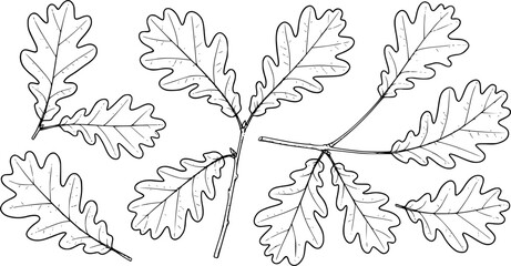 Vector illustration of the oak leaves set
