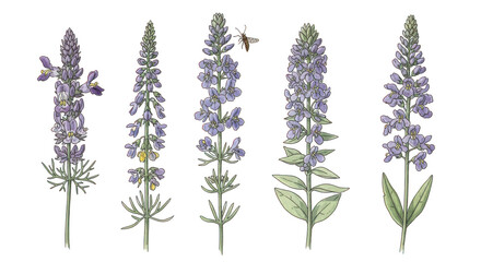 Five tall purple flower stalks isolated on transparent background