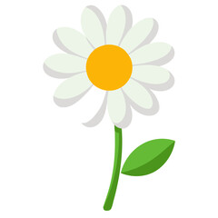 camomile on white background