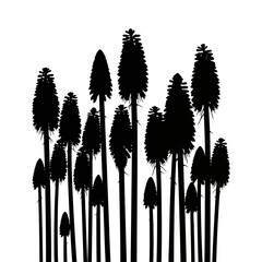 Silhouette of a dense forest with tall evergreen trees